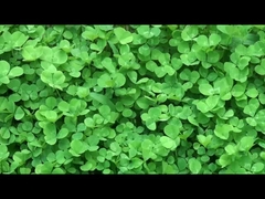 Качественные умные носимые устройства из Китая.